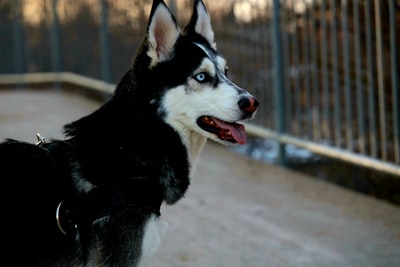 黑白西伯利亚哈士奇犬
